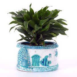 Dracena competa plant in Blue Sea Planter