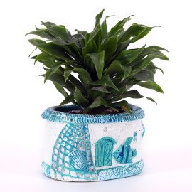 Dracena competa plant in Blue Sea Planter