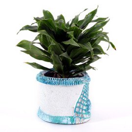 Dracena competa plant in Blue Sea Planter