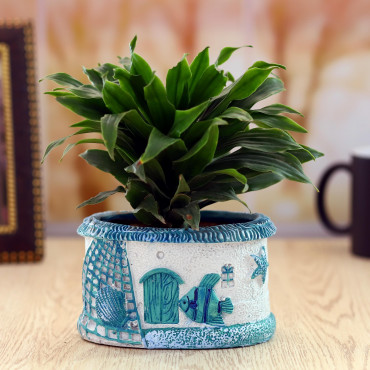 Dracena competa plant in Blue Sea Planter