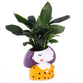 Peace lily Plant in yellow Girl Planter