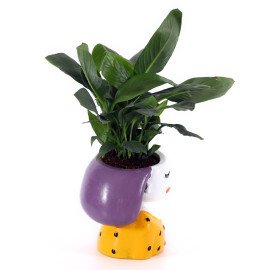 Peace lily Plant in yellow Girl Planter