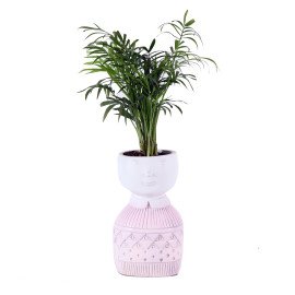 Chamaedorea plant in Pink Boy Planter