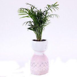 Chamaedorea plant in Pink Boy Planter