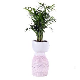 Chamaedorea plant in Pink Boy Planter