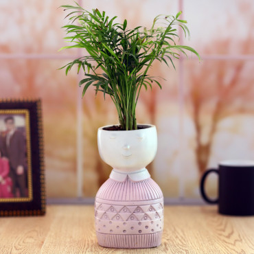 Chamaedorea plant in Pink Boy Planter