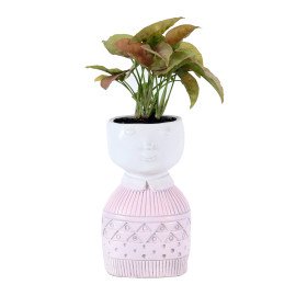 Sygonium plant in Pink Boy Planter