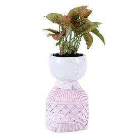 Sygonium plant in Pink Boy Planter