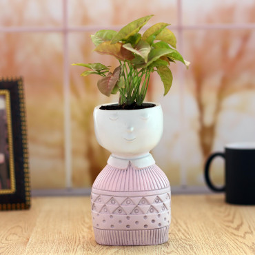 Sygonium plant in Pink Boy Planter