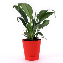 Peace lily plant in Red  Round Planer