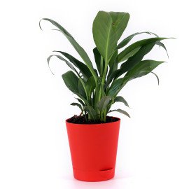 Peace lily plant in Red  Round Planer