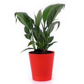 Peace lily plant in Red  Round Planer