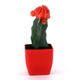 Moon catus plant in Red Planer
