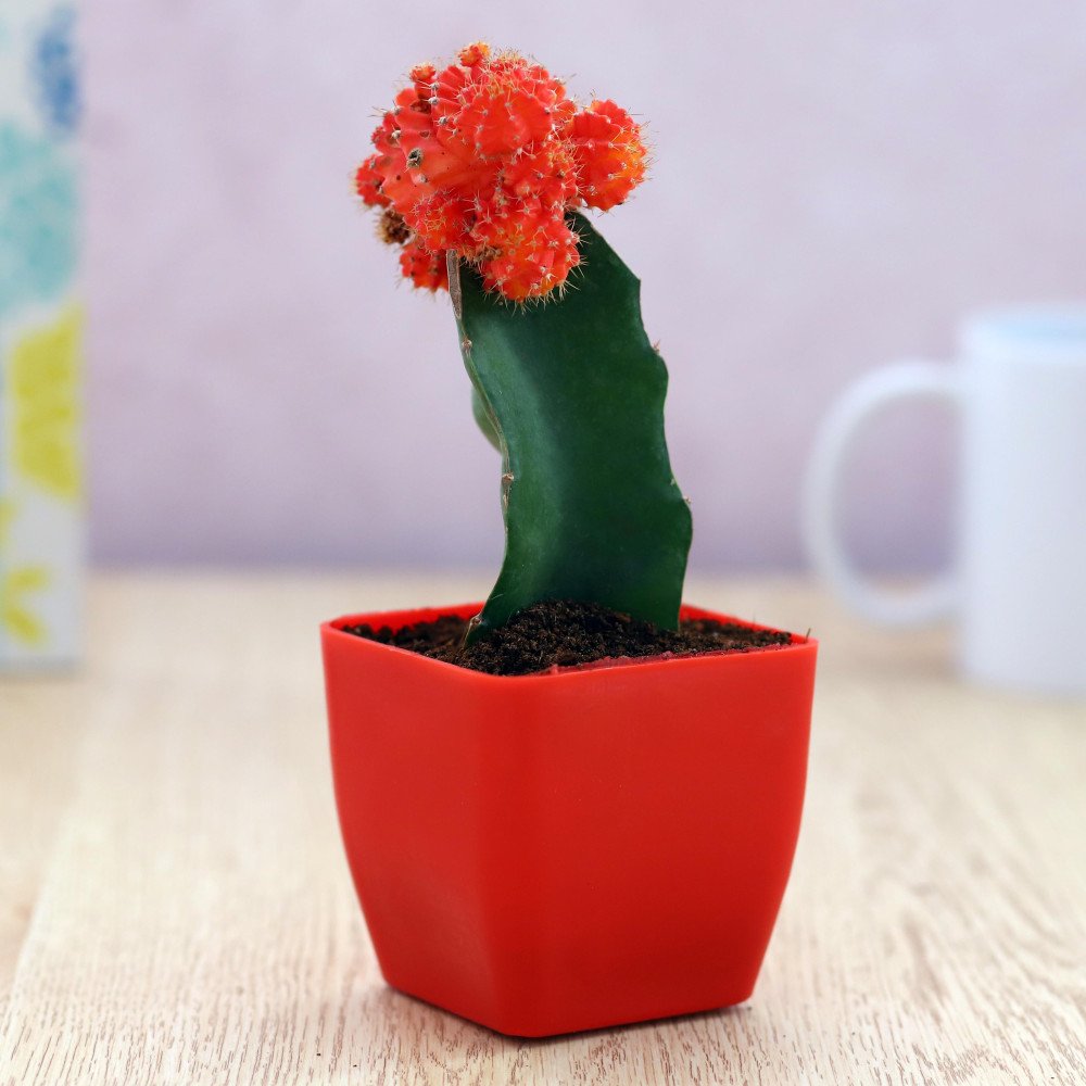 Moon catus plant in Red Planer