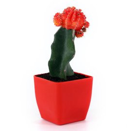 Moon catus plant in Red Planer
