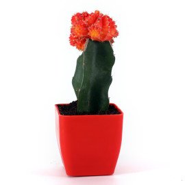 Moon catus plant in Red Planer