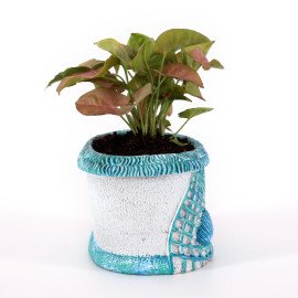Sygonium plant in Blue Sea Planter