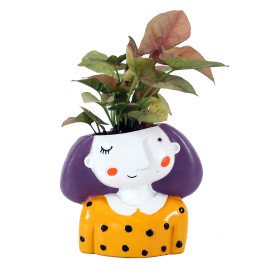 Sygonium Plant in yellow Girl Planter