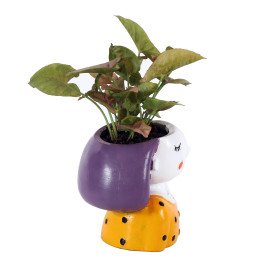 Sygonium Plant in yellow Girl Planter