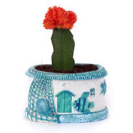 Moon catus plant in Blue Sea Planter