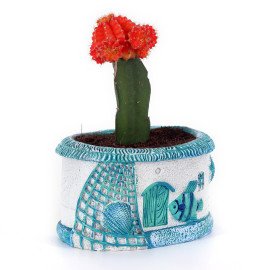 Moon catus plant in Blue Sea Planter