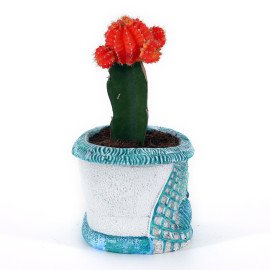 Moon catus plant in Blue Sea Planter