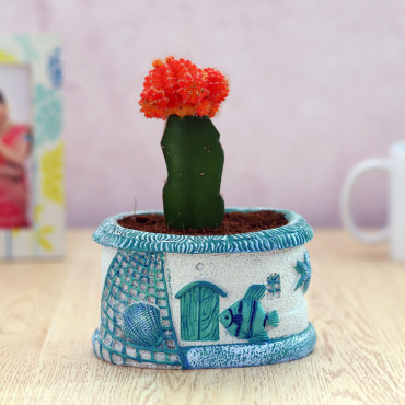 Moon catus plant in Blue Sea Planter