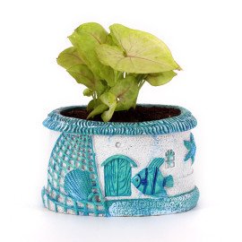 White Sygonium  Plant in Blue Sea Planter