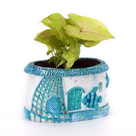 White Sygonium  Plant in Blue Sea Planter