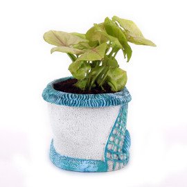 White Sygonium  Plant in Blue Sea Planter