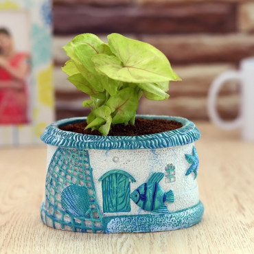 White Sygonium  Plant in Blue Sea Planter