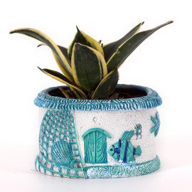 Mint Sansbera  Plant in Blue Sea Planter