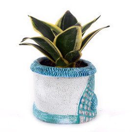 Mint Sansbera  Plant in Blue Sea Planter