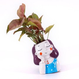 Sygonium  Plant in BlueGirl Planter
