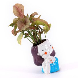 Sygonium  Plant in BlueGirl Planter