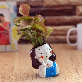 Sygonium  Plant in BlueGirl Planter