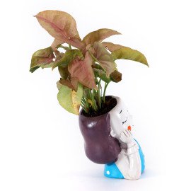 Sygonium  Plant in BlueGirl Planter