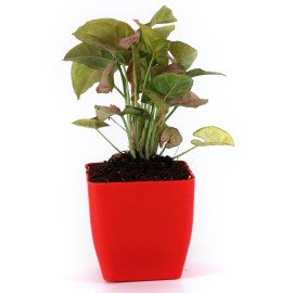 Sygonium plant in Red Planer