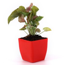 Sygonium plant in Red Planer