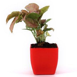 Sygonium plant in Red Planer