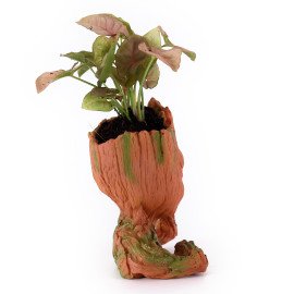 Sygonium Plant in unique shape Planter