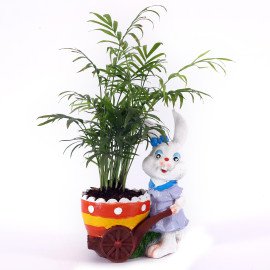 Chamaedorea Plant in Blue animal shape cute Planter