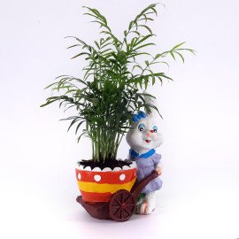 Chamaedorea Plant in Blue animal shape cute Planter