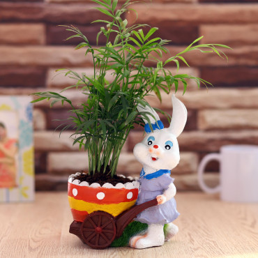 Chamaedorea Plant in Blue animal shape cute Planter