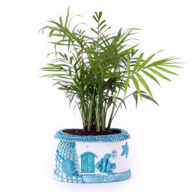 Chamaedorea Plant in Blue Sea Planter
