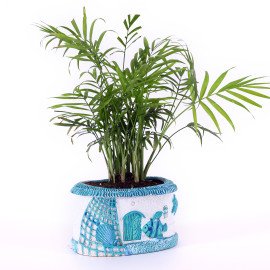 Chamaedorea Plant in Blue Sea Planter