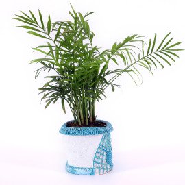 Chamaedorea Plant in Blue Sea Planter