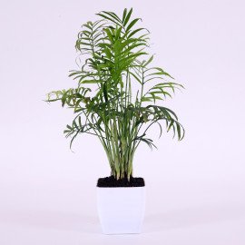 Chamaedorea Plant in White  Planter