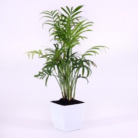 Chamaedorea Plant in White  Planter