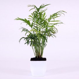 Chamaedorea Plant in White  Planter